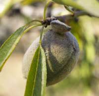 Olive logo